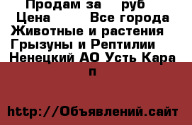 Продам за 50 руб. › Цена ­ 50 - Все города Животные и растения » Грызуны и Рептилии   . Ненецкий АО,Усть-Кара п.